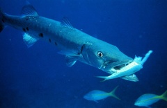 800px-Barracuda with prey