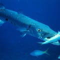 800px-Barracuda with prey