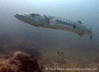giant-barracuda