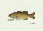 Smallmouth-Bass-Fish-Print-C10100309