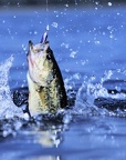 bass-fishing-jig