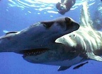 hammer-head-shark 7548