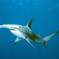 hammerhead-shark