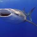 whale shark research